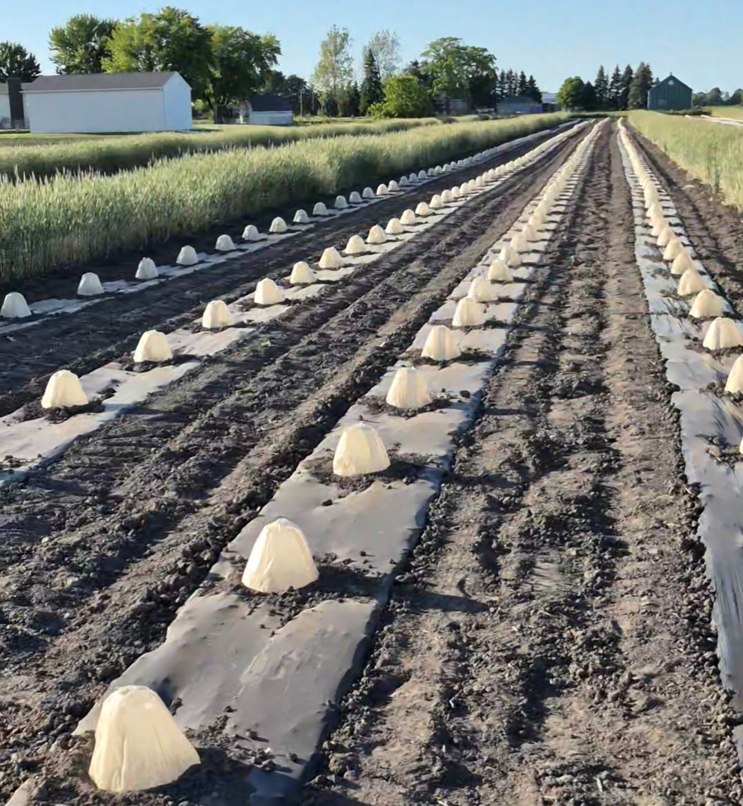 Rows of newly planted crops covered with small white protective domes stretch across a farm field lined with black plastic mulch.